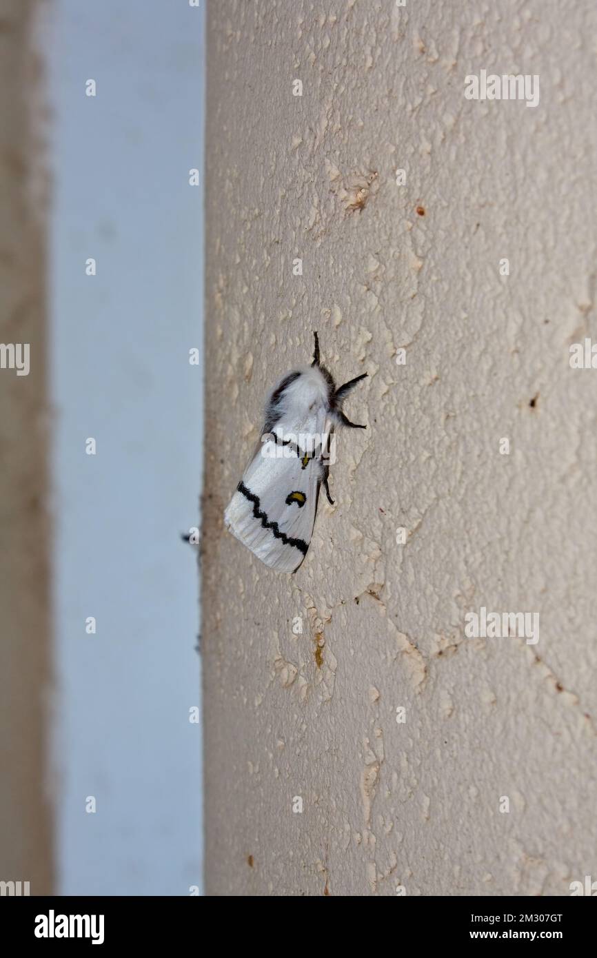 A closeup of a white moth with black patterns on the wings on a wall