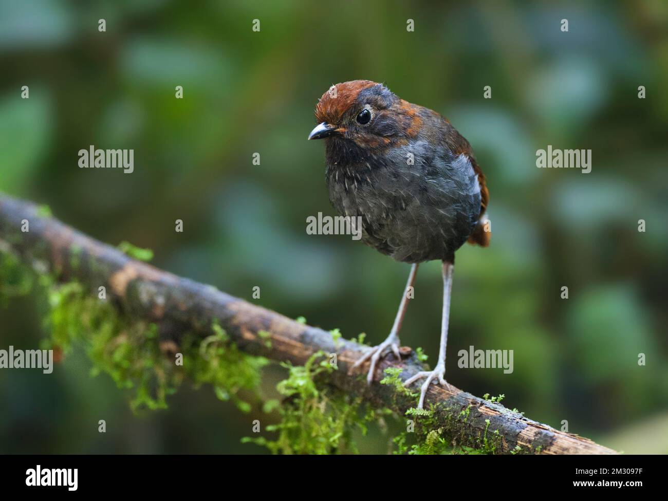 Tweekleurige Mierpitta, Bicolored Antpitta, Grallaria rufocinerea Stock
