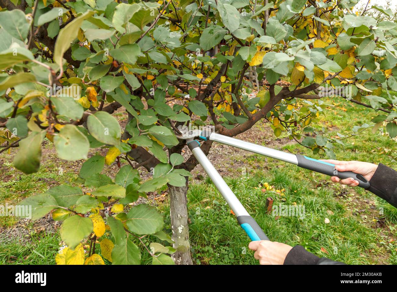Fruit tree pruning. Garden scissors. Fruit tree pruning for sanitary