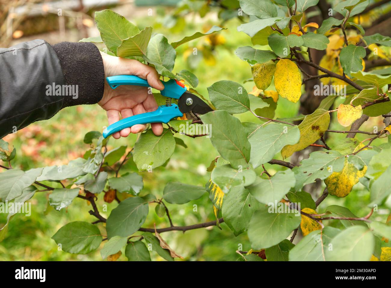Fruit tree pruning. Garden scissors. Trimming fruit tree branches for sanitation Stock Photo