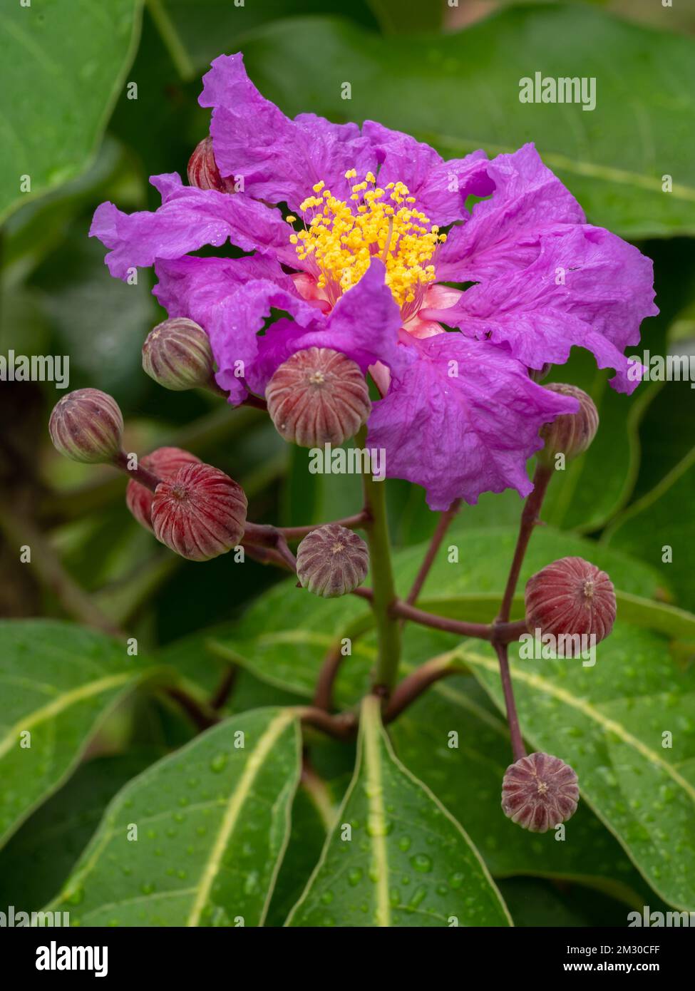 Closeup view of lagerstroemia speciosa aka crepe myrtle or pride of india flower and buds isolated on natural background Stock Photo