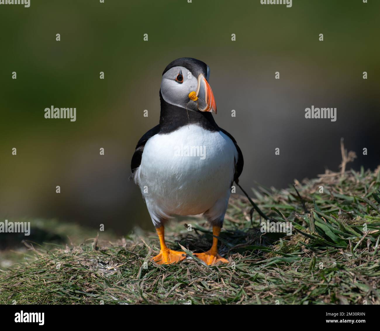Puffin great britain hi-res stock photography and images - Alamy
