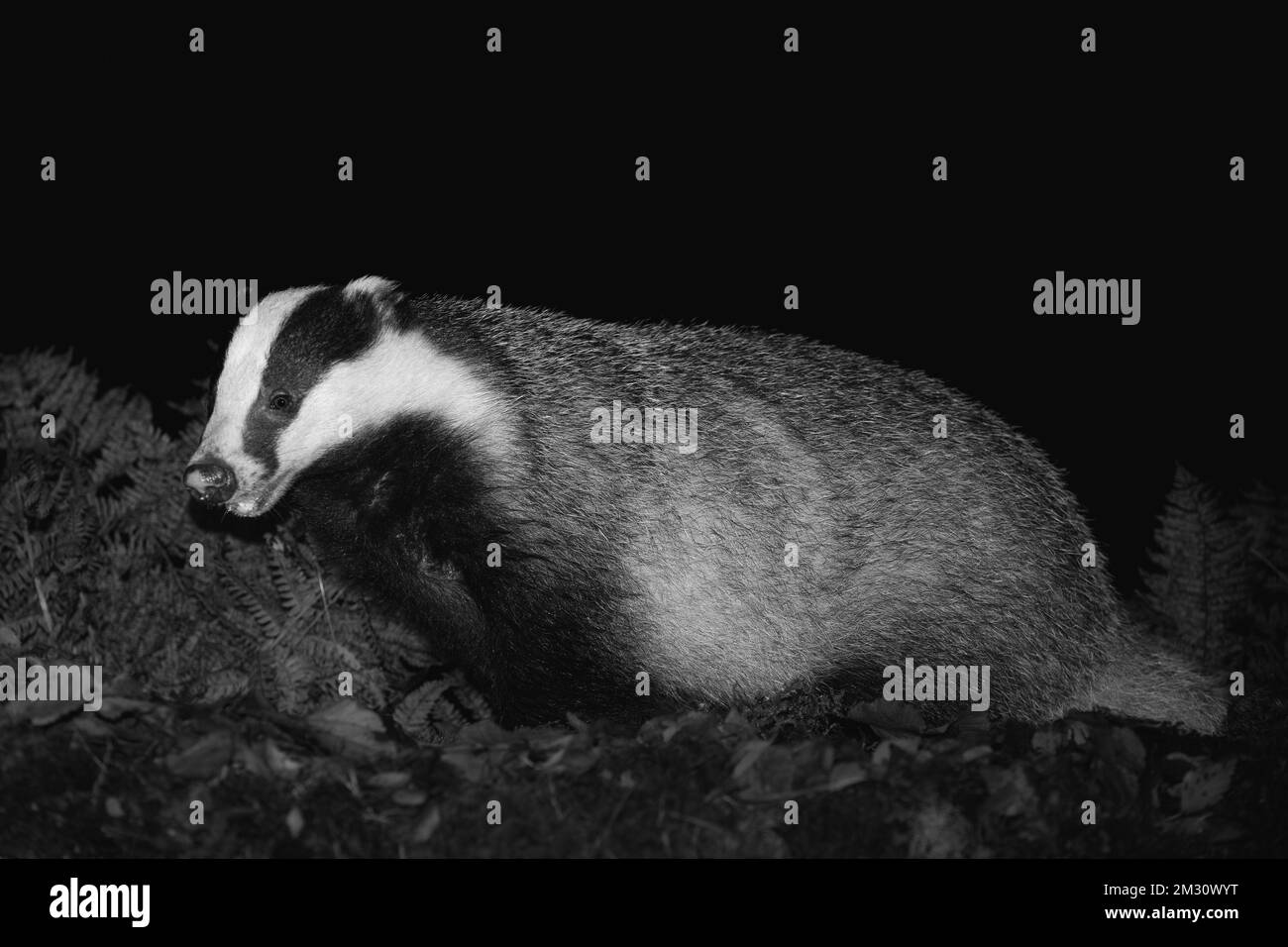 Badger, Scientific name: Meles Meles. Close up, in black and white of a wild, native badger, facing left,  in Glen Strathfarrar, Scottish Highlands. Stock Photo