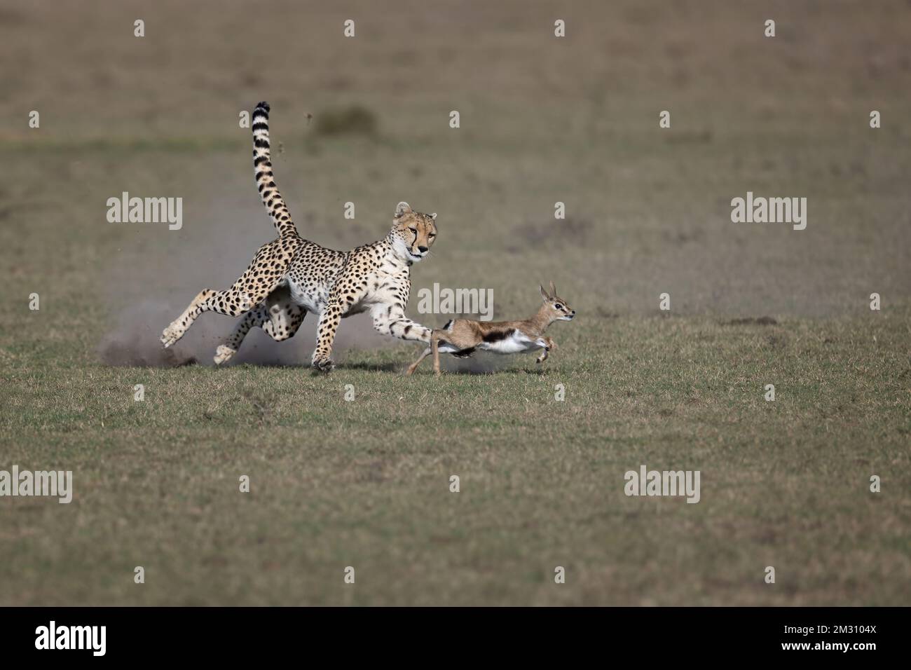 A cheetah chases a young Thomson gazelle for her cubs, Masai Mara ...