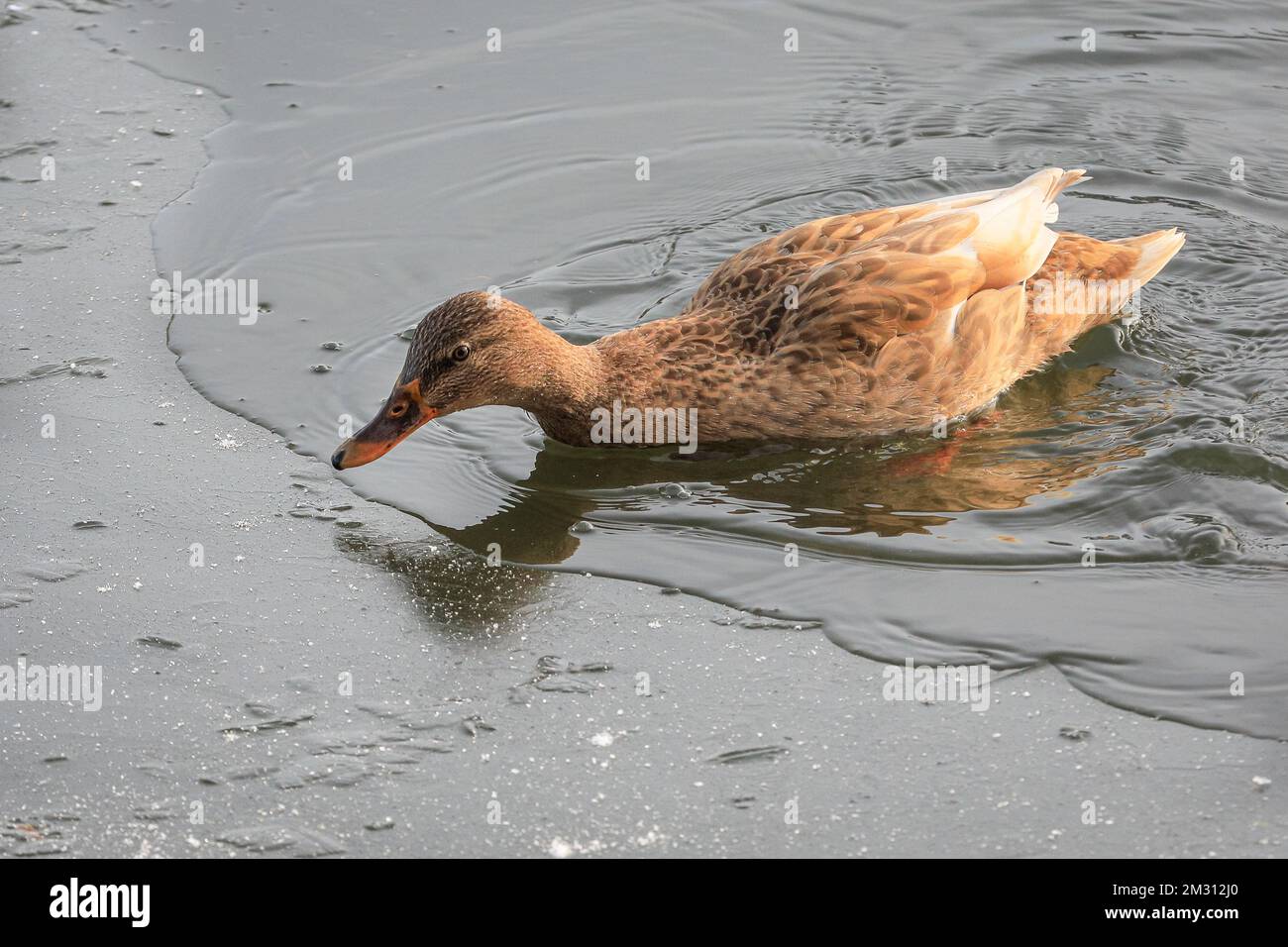 London, UK. 14th Dec, 2022. A duck needs several attempts to get on to