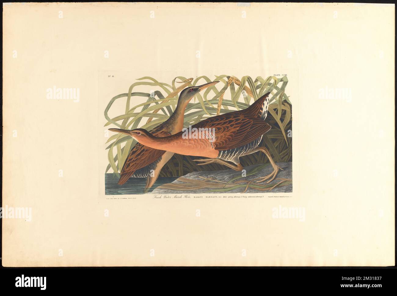 Fresh water marsh hen : Rallus elegans, Aud. Male spring plumage, 1. Young autumnal plumage, 2. c.1 v.3 plate 203 , Birds, King rail. The Birds of America- From Original Drawings by John James Audubon Stock Photo