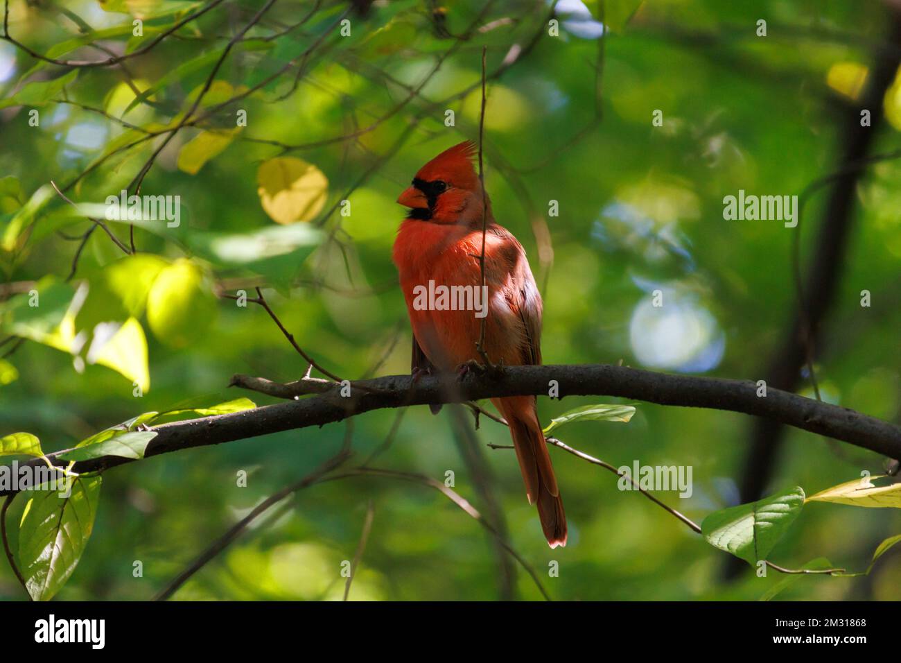 male northern cardinal perched on a tree branch among green foliage in a forest in profile Stock Photo