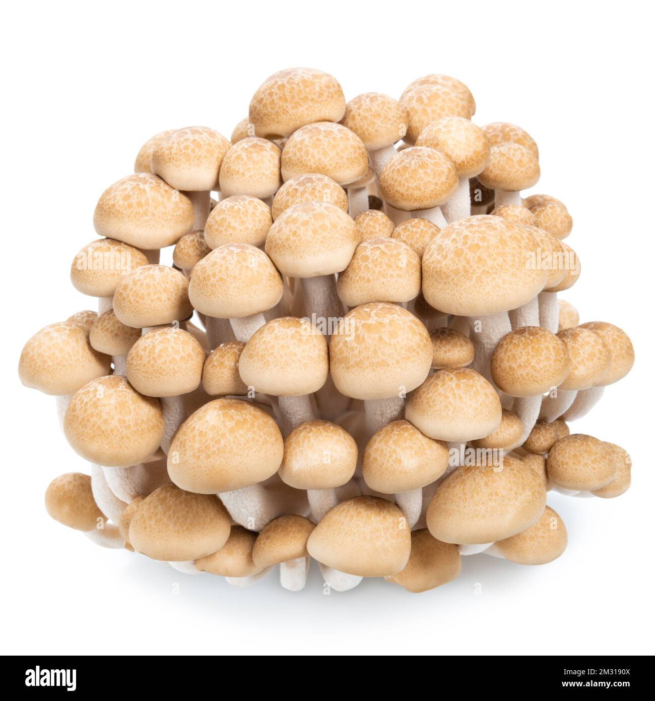 group of edible Hon shimeji mushrooms isolated on white background