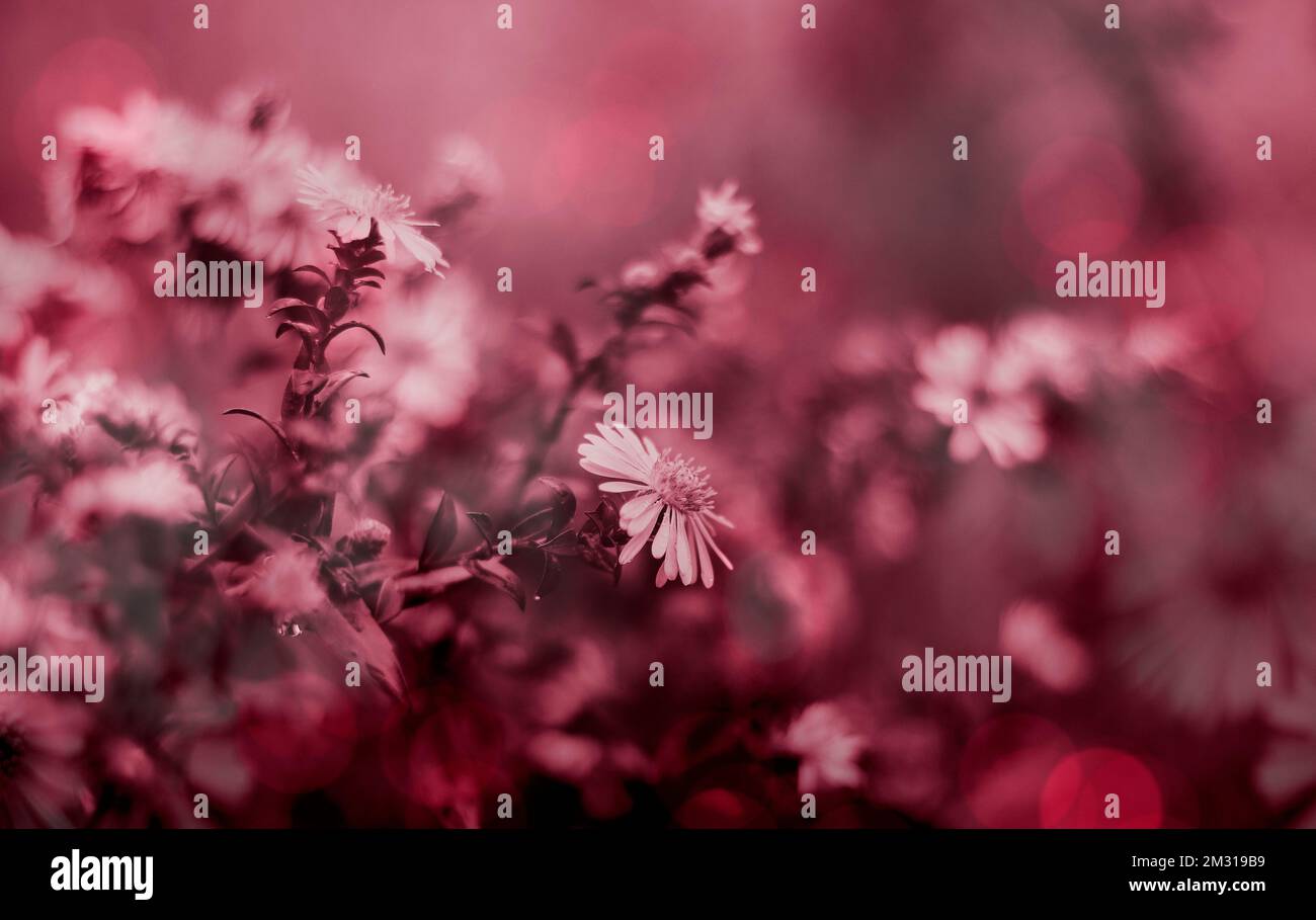 Autumn nature background. Macro filming. Flower background Stock Photo ...