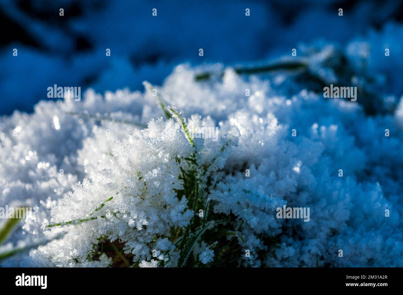 Gefrorene Gräser mit Eiskristallen im Winter auf einer Viehweide Stock Photo