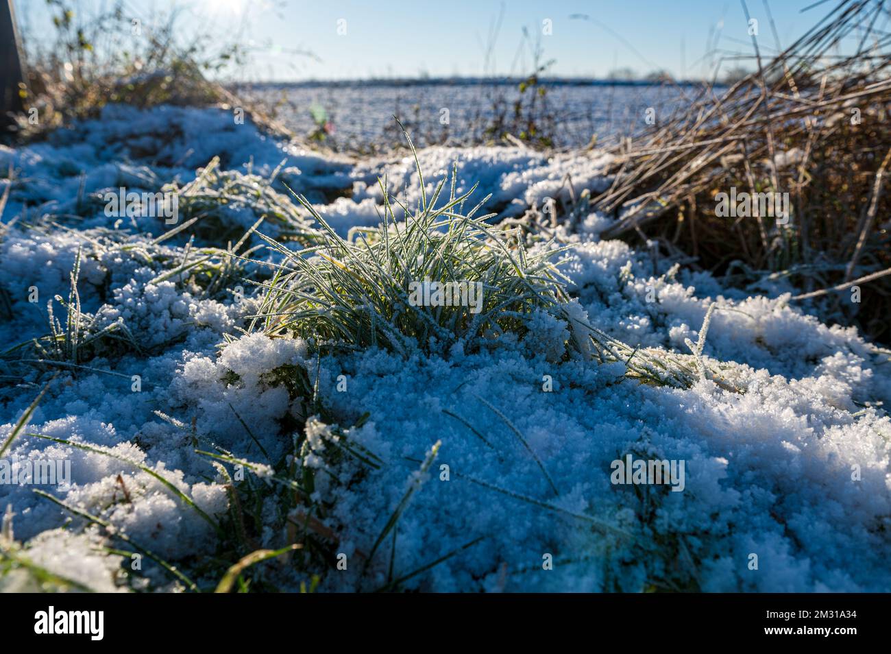 Gefrorene Gräser mit Eiskristallen im Winter auf einer Viehweide Stock Photo