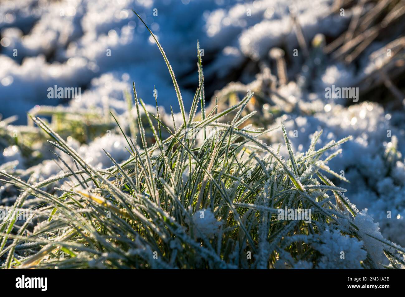 Gefrorene Gräser mit Eiskristallen im Winter auf einer Viehweide Stock Photo