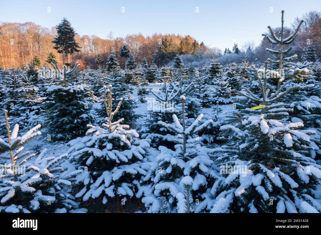 Weihnachtsbäume zum Selbstschlagen auf einer Plantage im Winter Stock