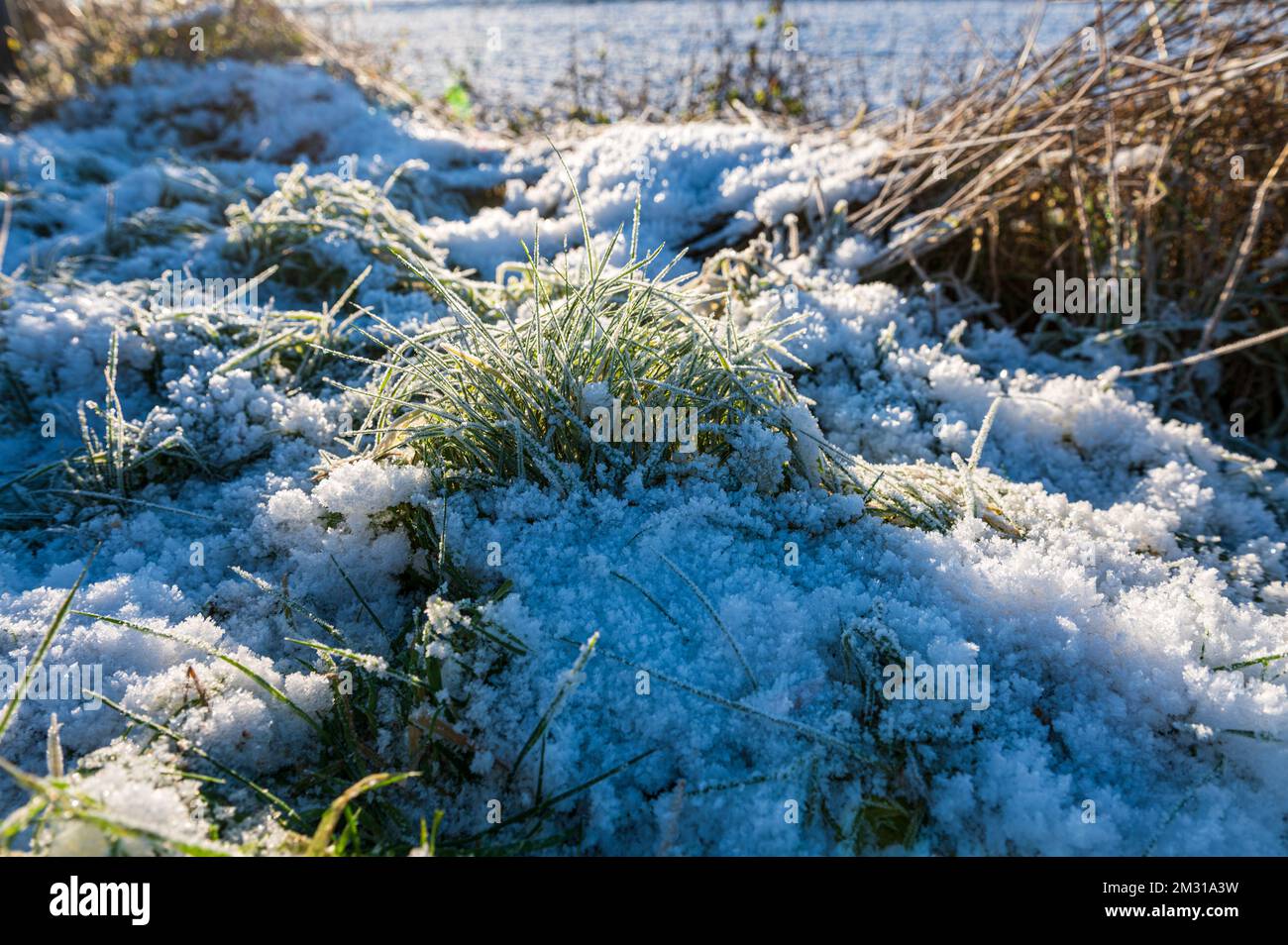 Gefrorene Gräser mit Eiskristallen im Winter auf einer Viehweide Stock Photo