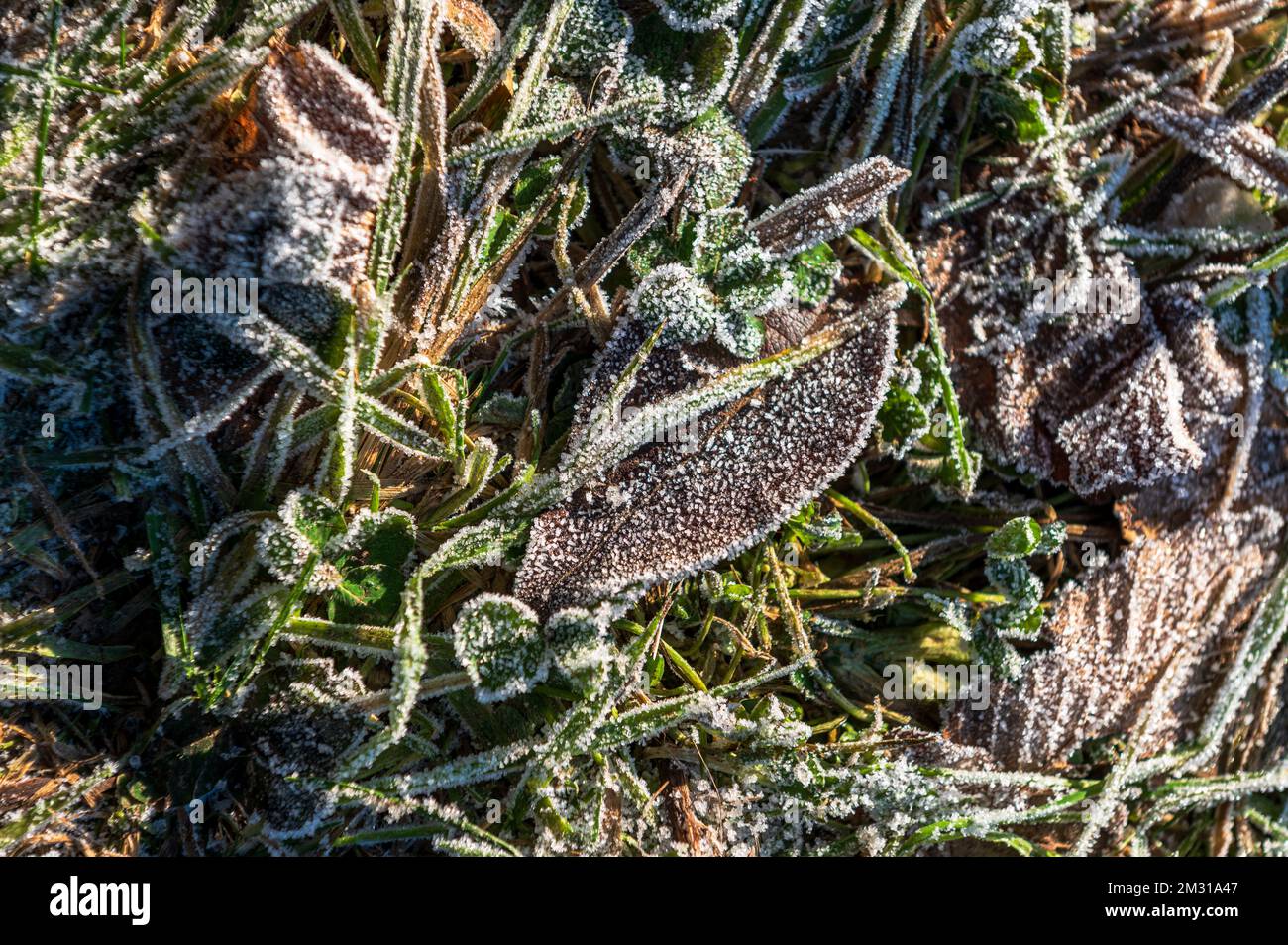 Gefrorene Gräser mit Eiskristallen im Winter auf einer Viehweide Stock Photo