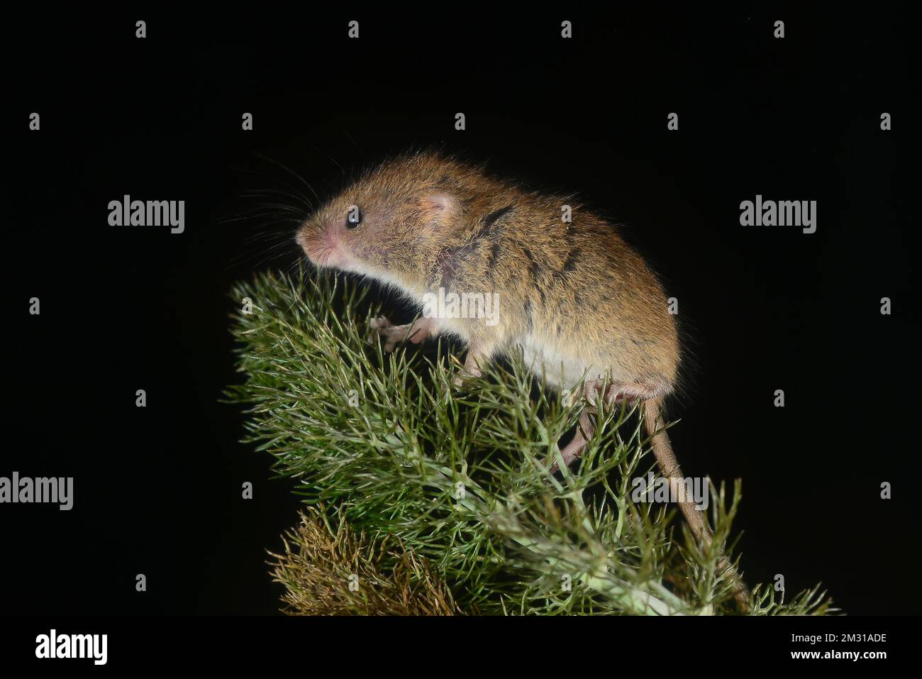 adult harvest mouse micromys minutes sorcinus Stock Photo