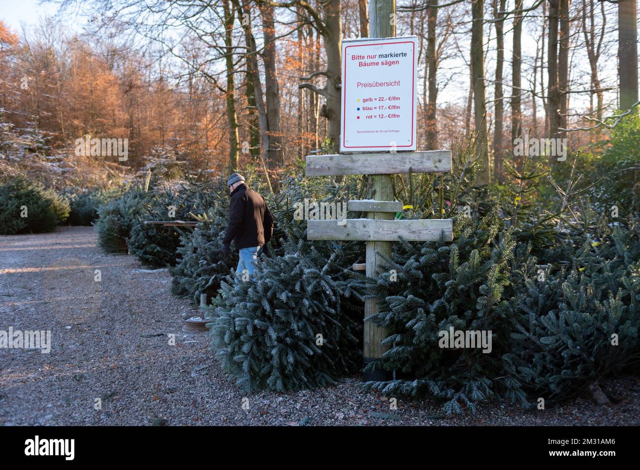 Ein Kunde prüft einen Weihnachtsbaum vor dem Kauf Stock Photo