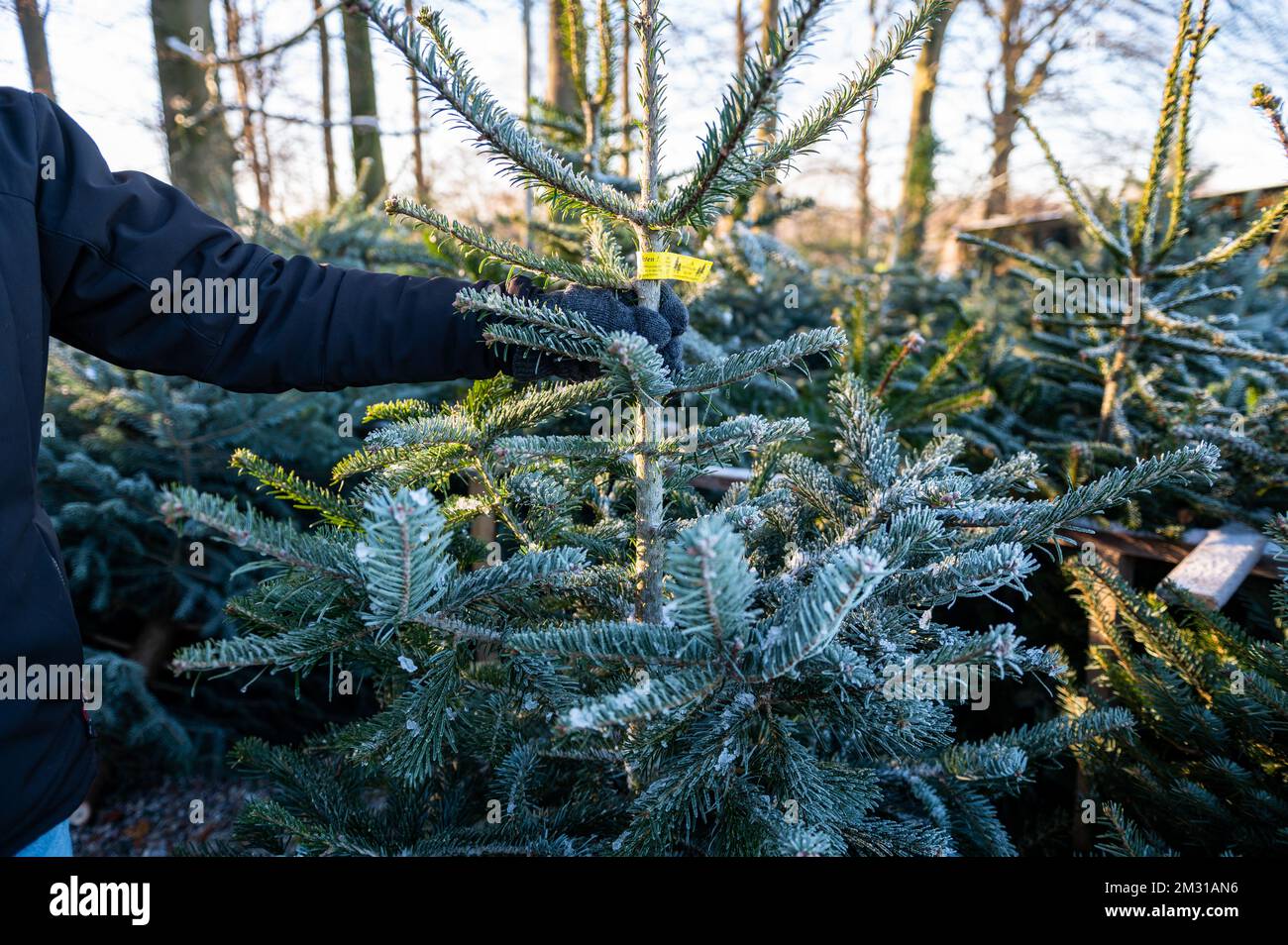 Ein Kunde prüft einen Weihnachtsbaum vor dem Kauf Stock Photo