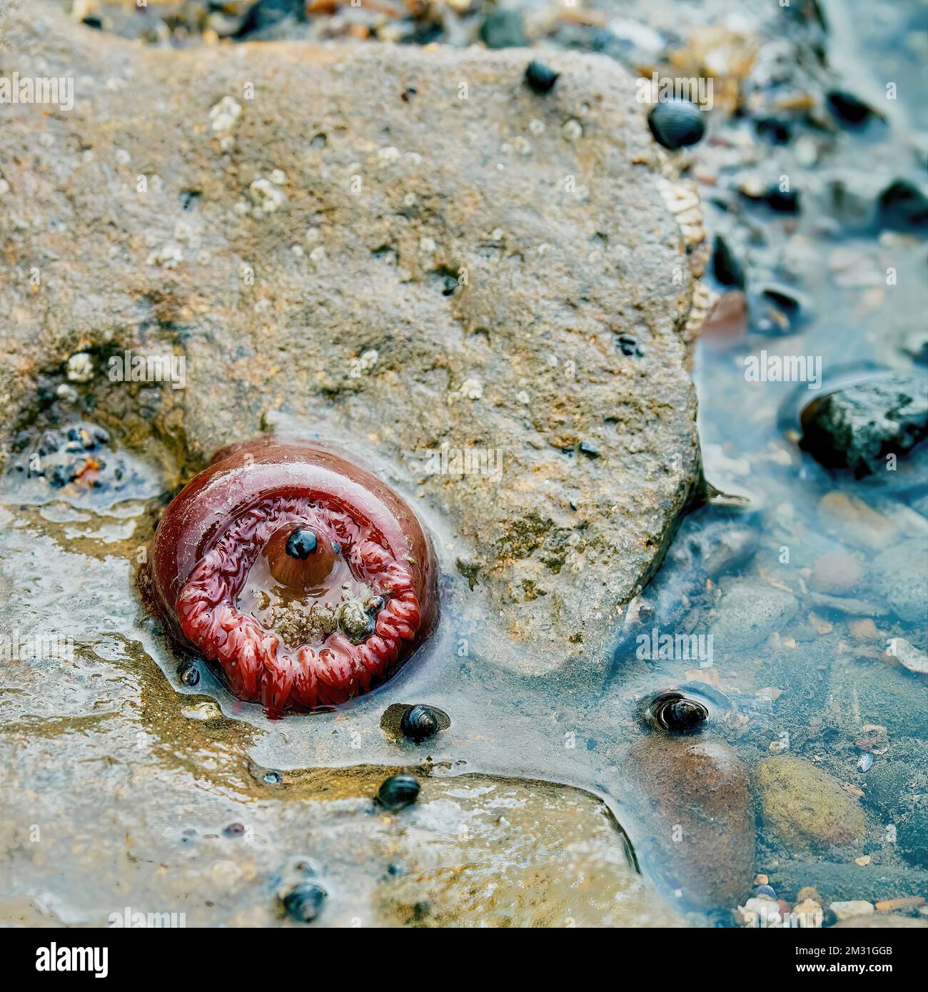 A survivor of the mass marine die off - a beadlet anemone on the intertidal zone sands of Redcar Beach. Stock Photo