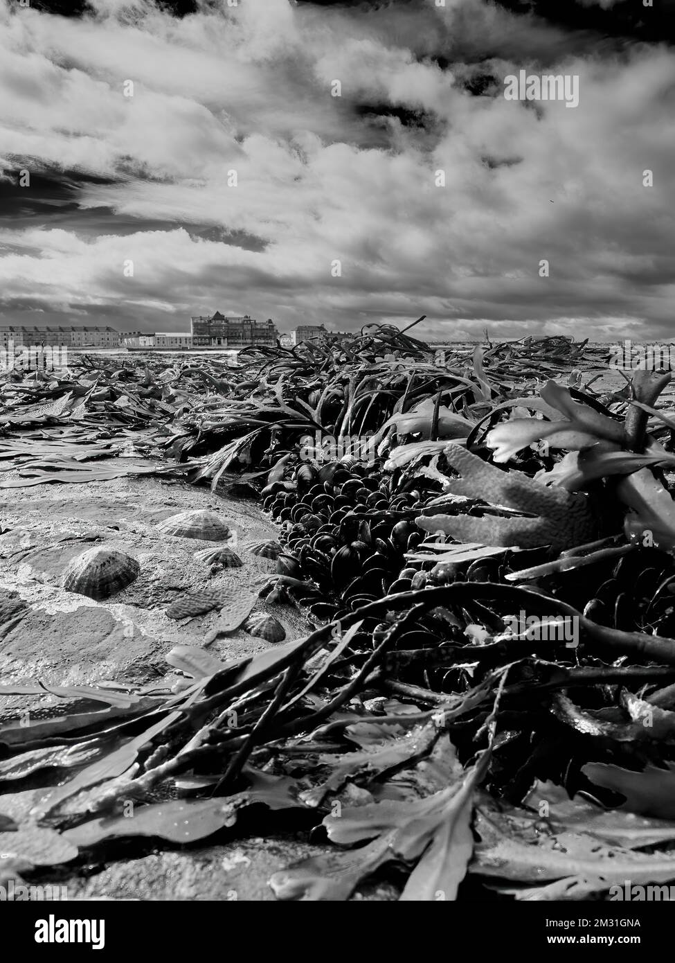 Survivors of the mass marine die off - limpets and mussels surrounded by sea weed on rocks in the intertidal zone, looking back to Redcar’s sea front. Stock Photo
