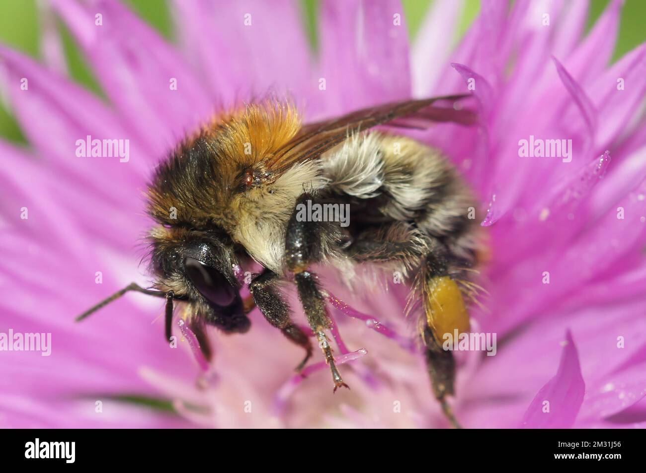 Natural closeup on a female worker brown banded carder bumblebee , Bombus pascuorum, on a purple flower Stock Photo