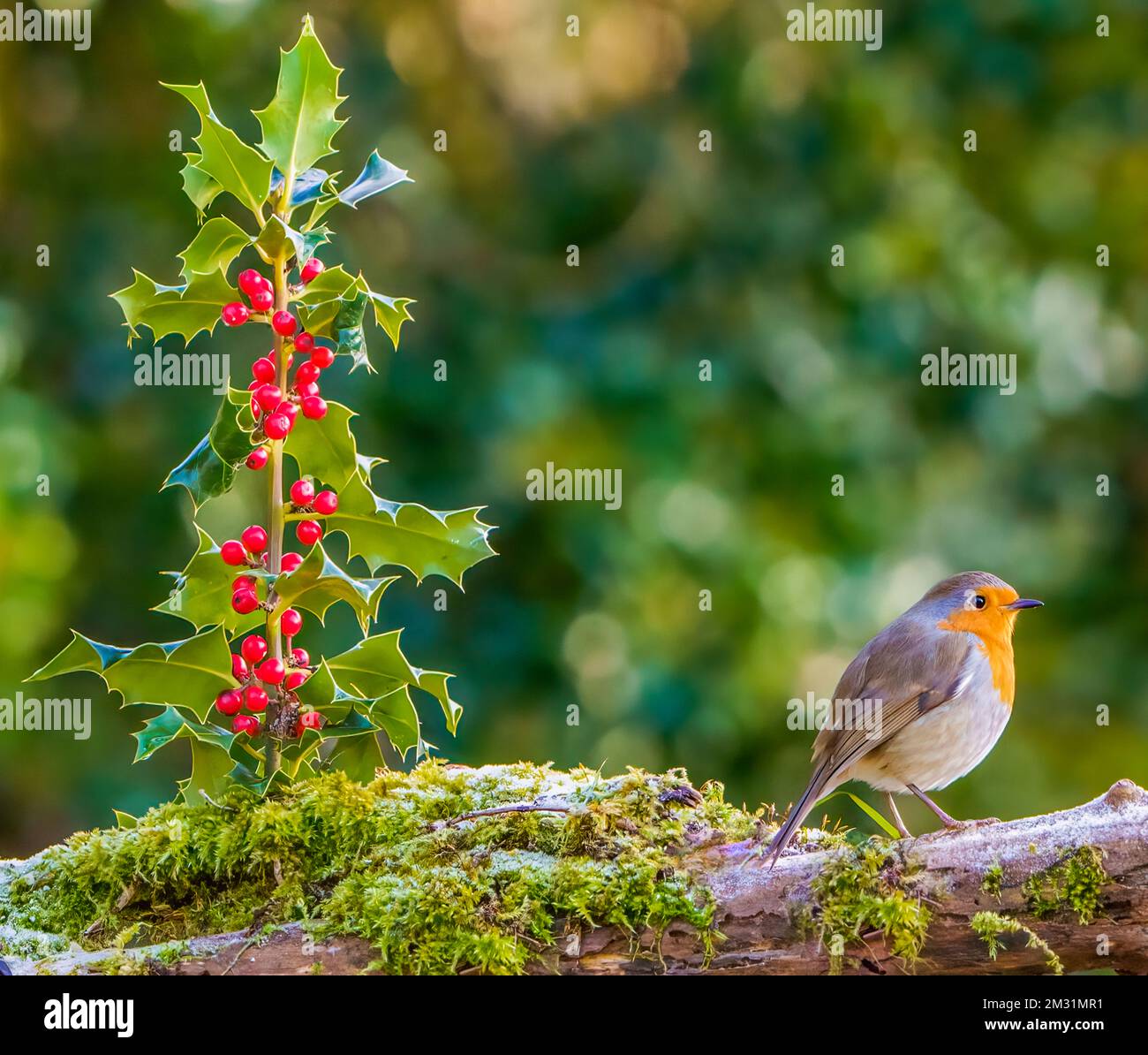 Robin in Christmas Scene Stock Photo Alamy