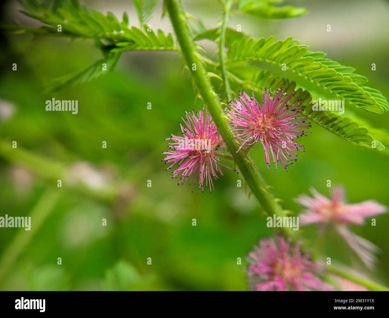 A closeup of Mimosa diplotricha, giant sensitive plant. Stock Photo