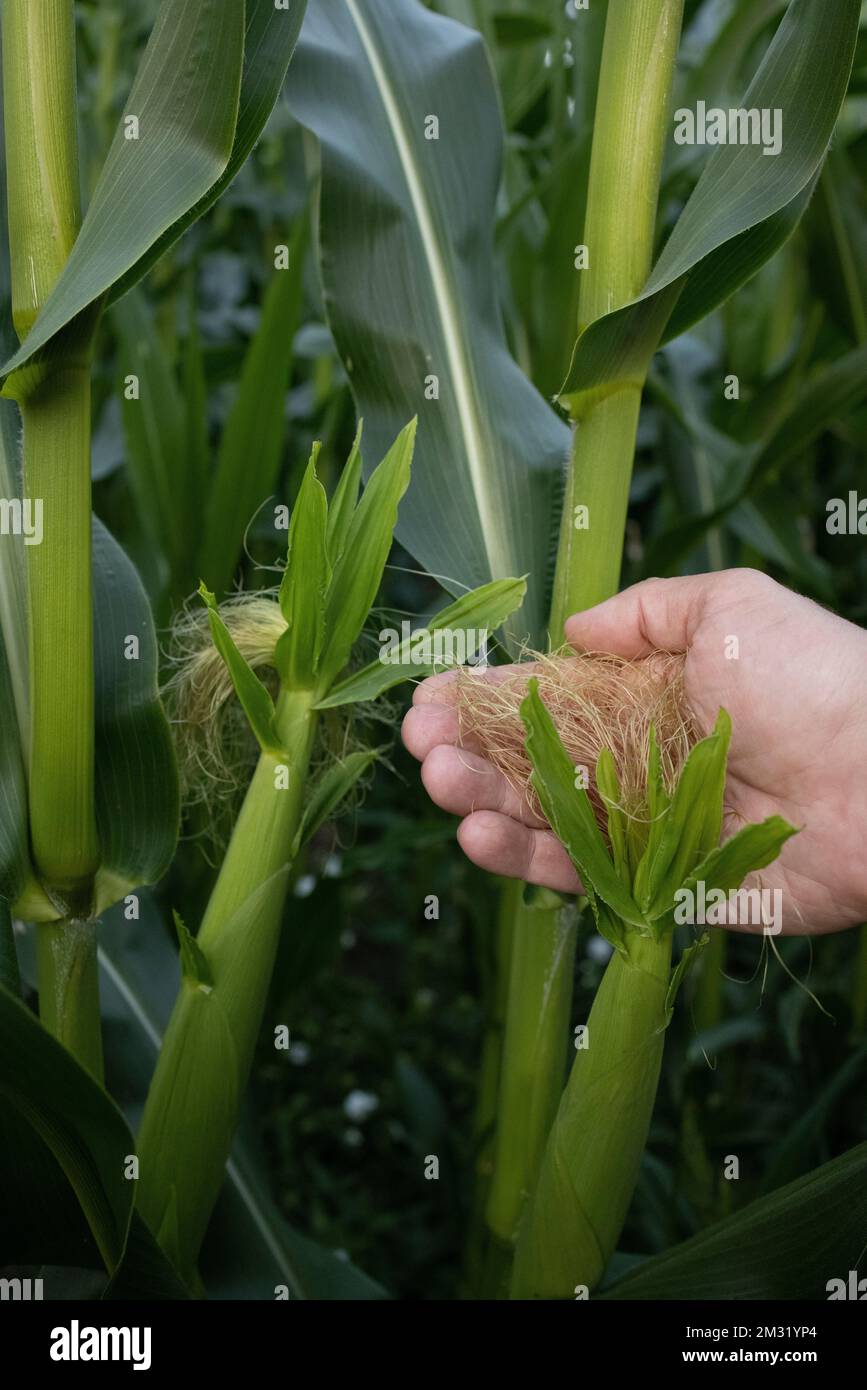 Agricultural land of green corn farm. Corn stalks close up. cultivated fields.  Stock Photo