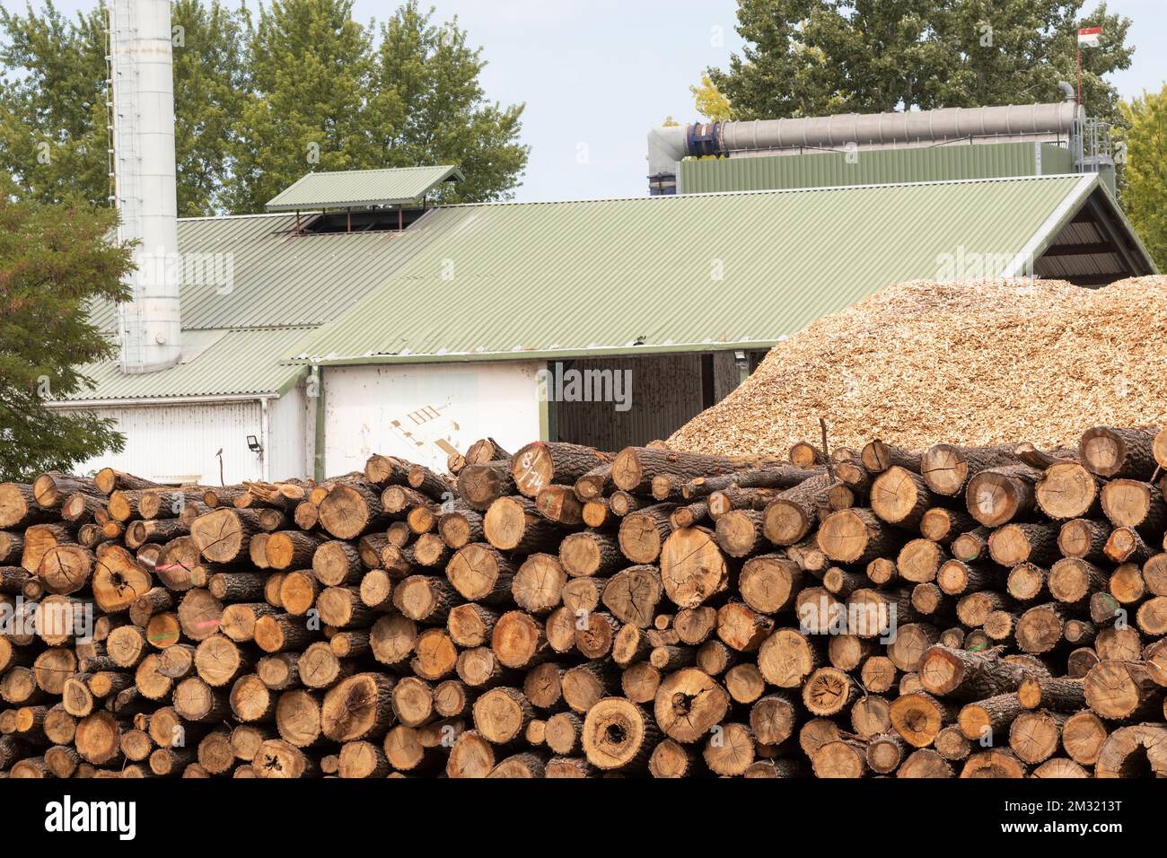 Huge rows of stacked logs at a logging sawmill, lumber yard, increasing