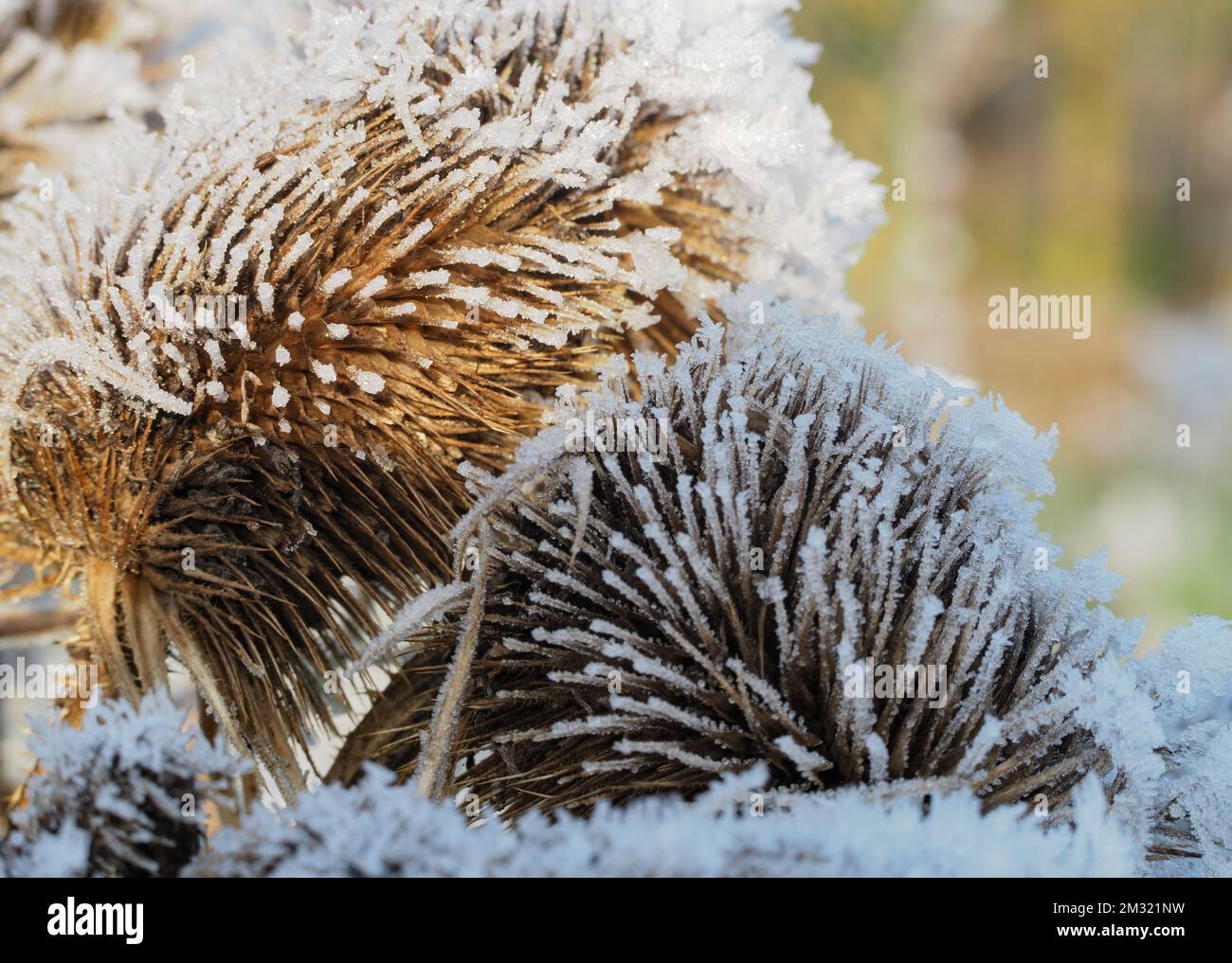 Frost on the head of Teasels Stock Photo