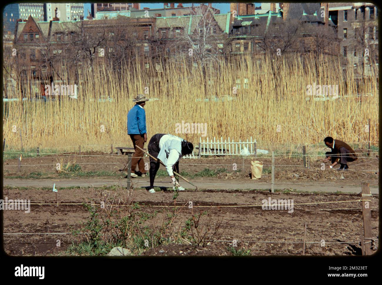 Gardens in the Fenway , Parks, Community gardens, Gardening