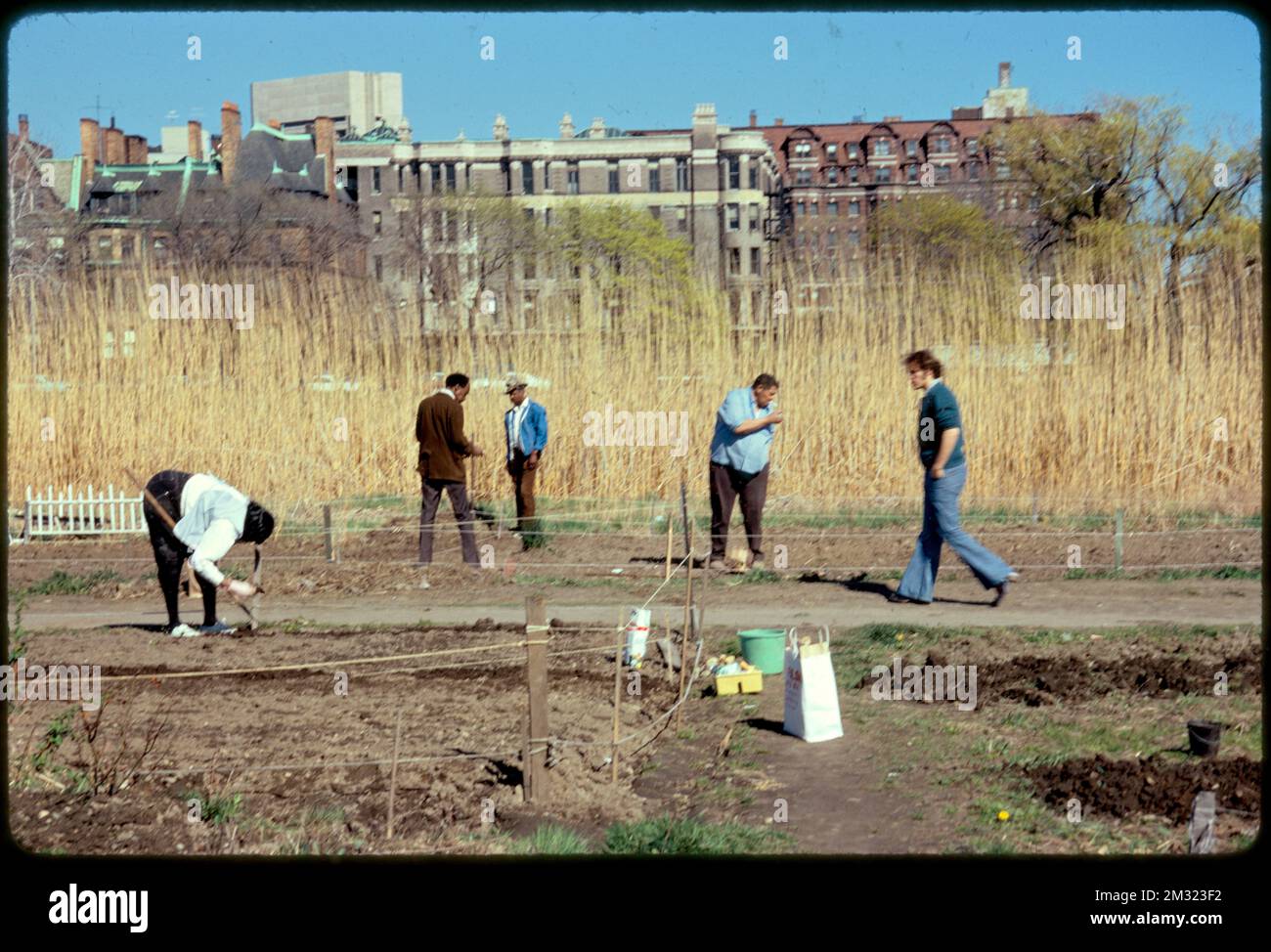 Gardens in the Fenway , Parks, Community gardens, Gardening