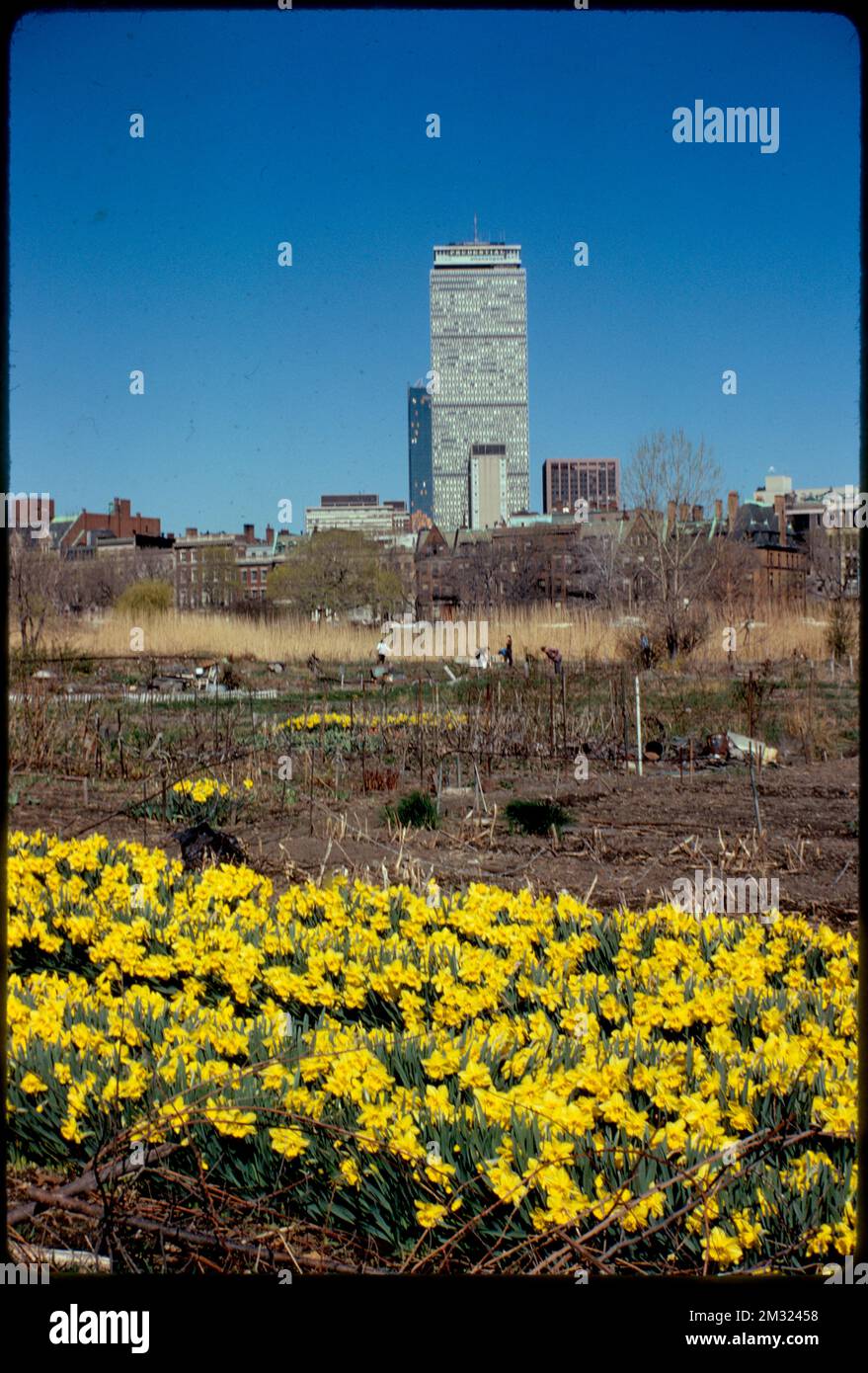 Gardens in the Fenway , Parks, Community gardens, Gardening