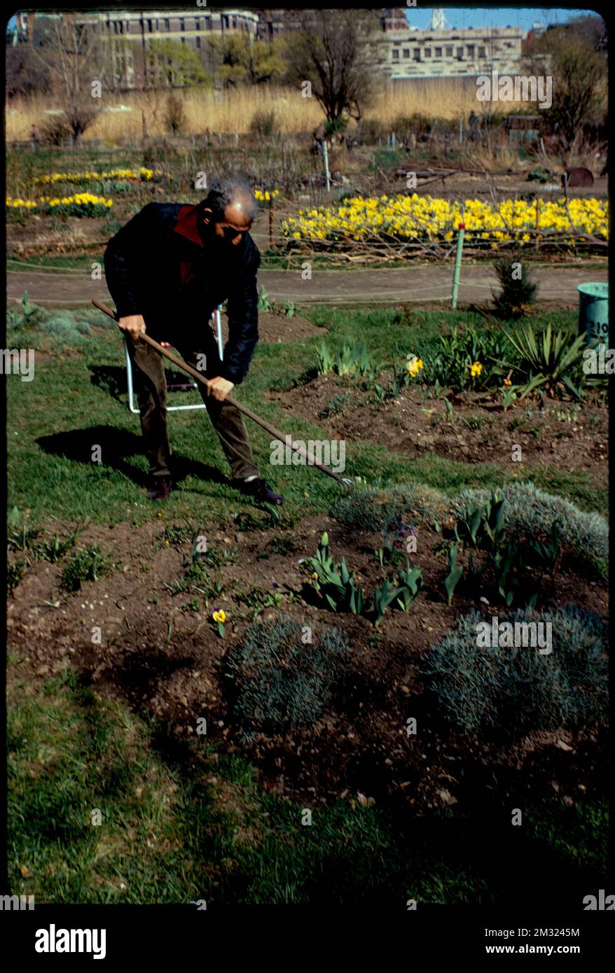 Gardens in the Fenway , Parks, Community gardens, Gardening