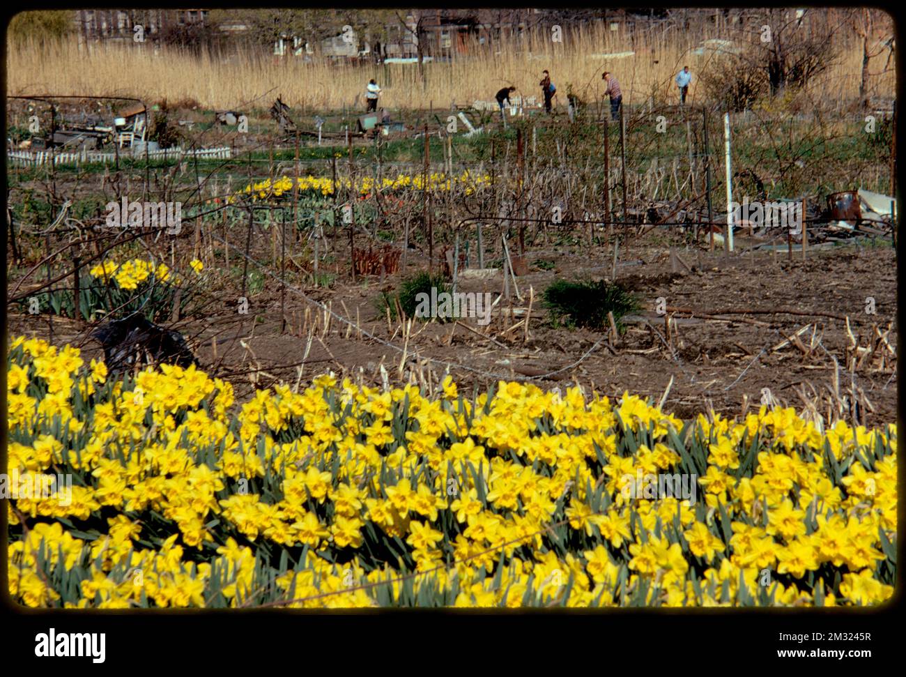 Gardens in the Fenway , Parks, Community gardens, Gardening