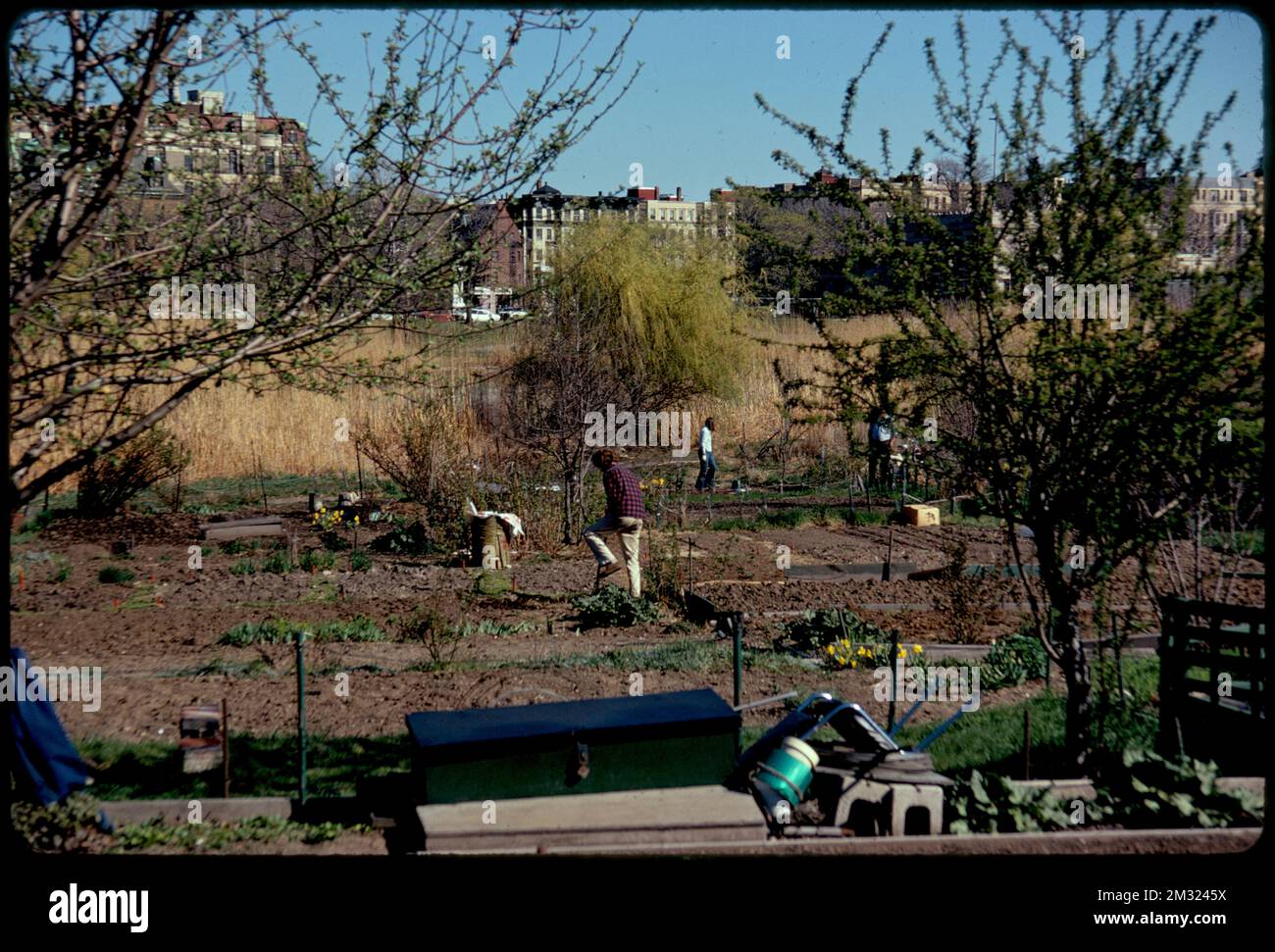 Gardens in the Fenway , Parks, Community gardens, Gardening