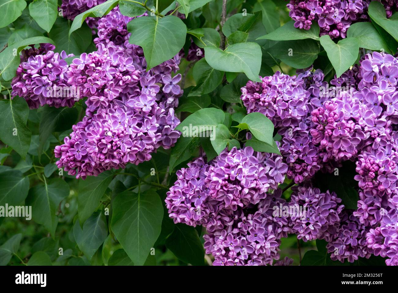 Common Lilac, Blooming, Lilac Syringa vulgaris, Blooms, Flowering shrub
