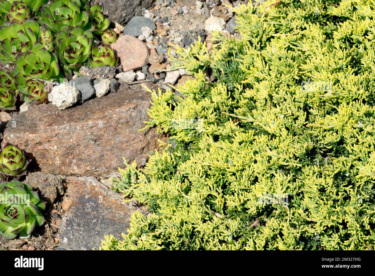 Juniperus horizontalis 'Golden Carpet', Juniperus 'Golden Carpet', Creeping Juniper rockery garden Stock Photo