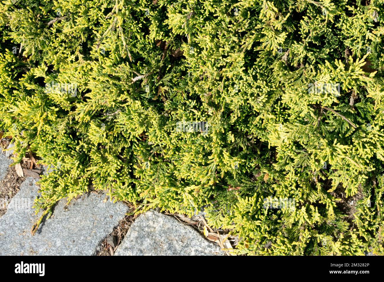 Juniperus horizontalis 'Golden Carpet', Juniperus 'Golden Carpet', Creeping Juniper Stock Photo