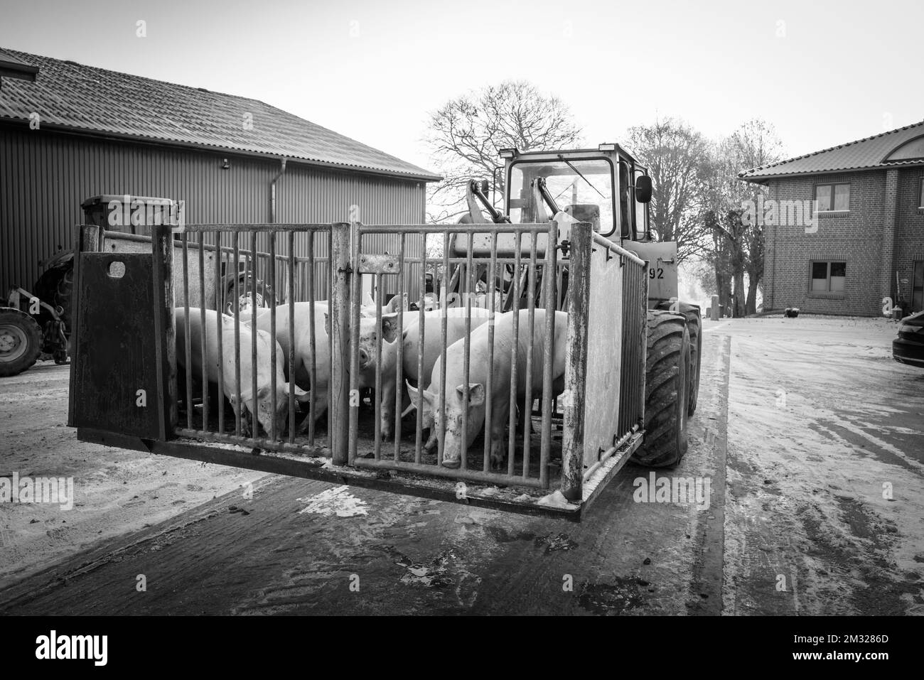 on a farm young pigs are transported in a cage by a wheel loader Stock ...