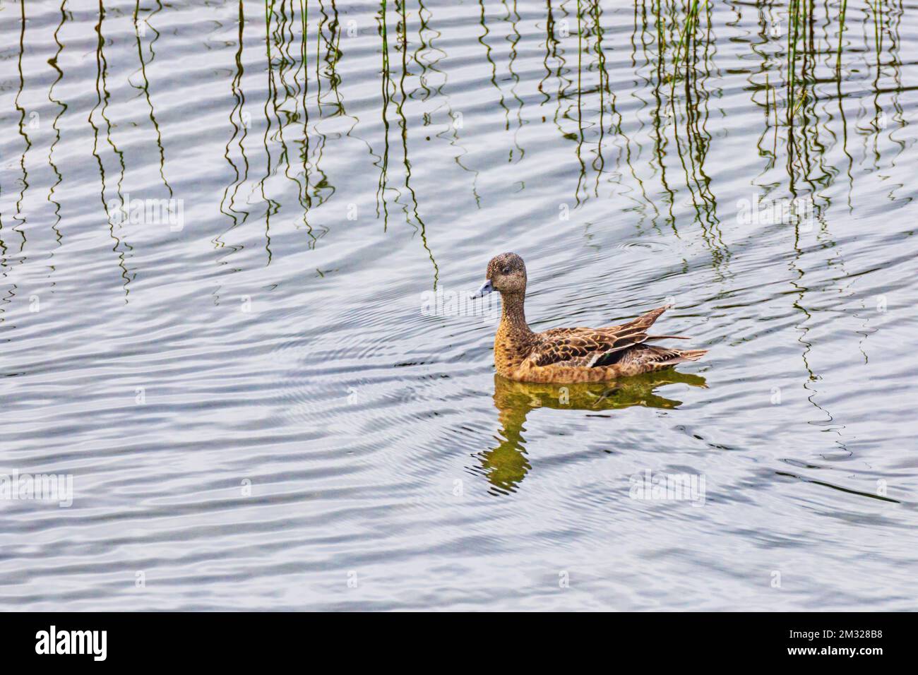 Green-winged-teal; duck; Dease Lake; along Stewart-Cassiar Highway; British Columbia; Canada Stock Photo
