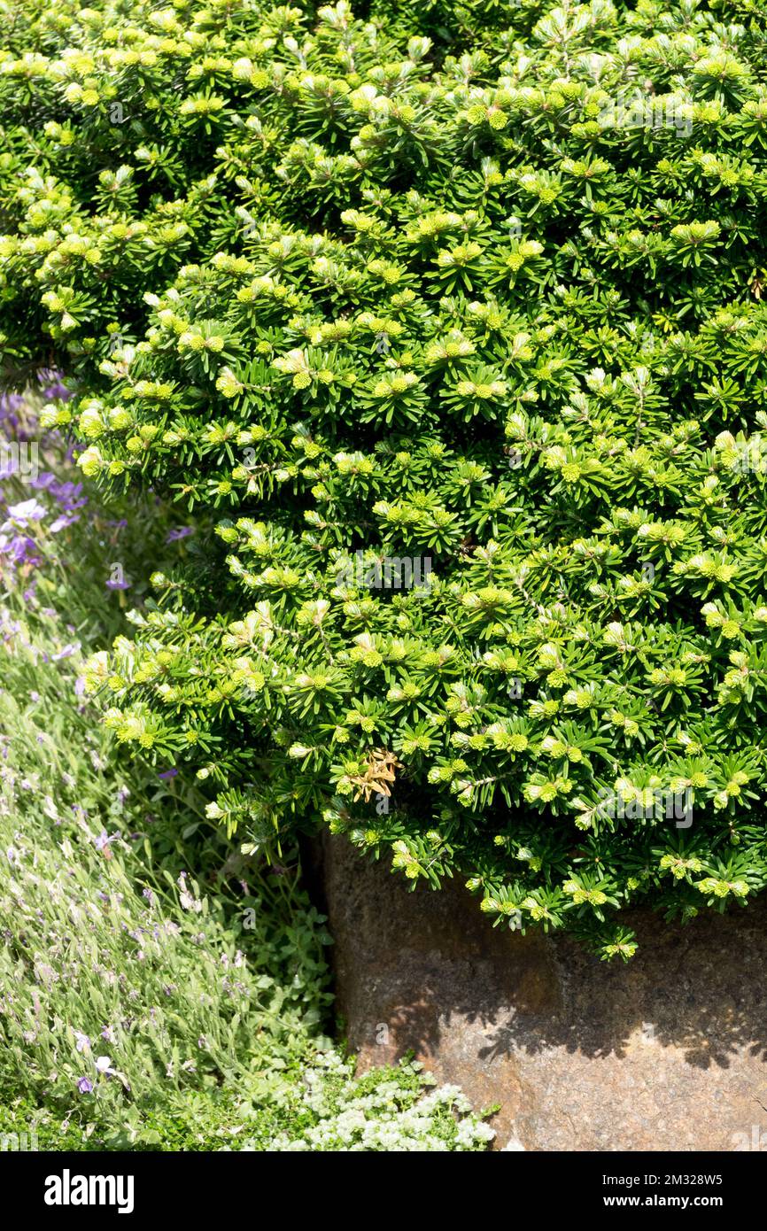 Korean Fir, Abies koreana 'Cis', Conifer, Plant in garden Stock Photo