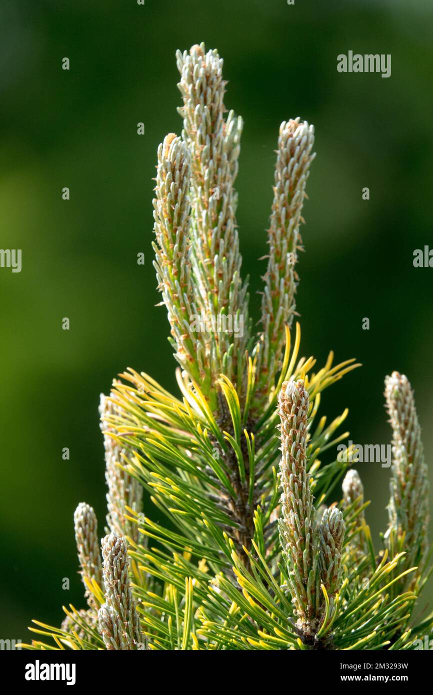 Pinus mugo, Mugo Pine spring shoots Pinus mugo 'Winter Gold' Stock Photo