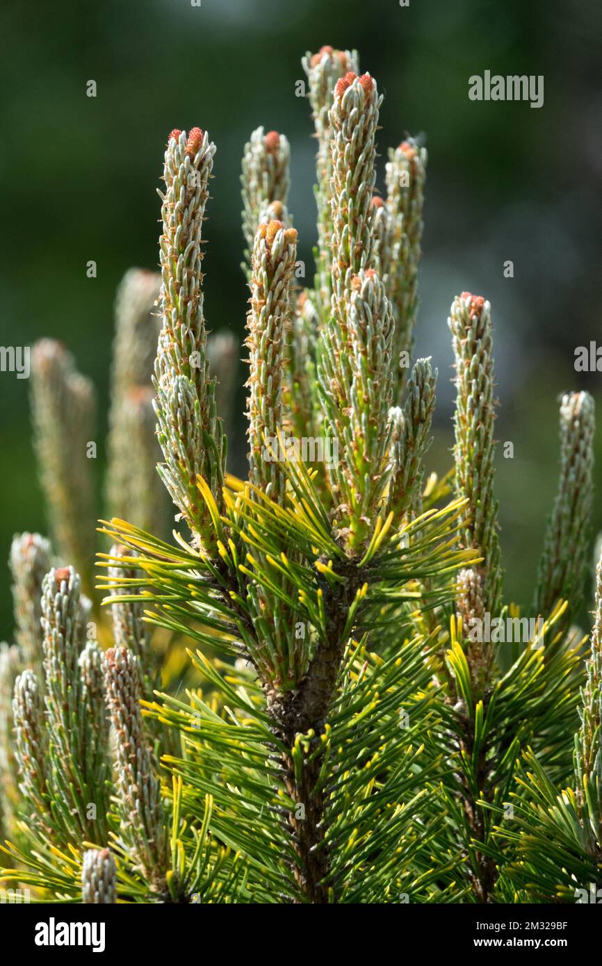 Pinus mugo Pine, Pinus mugo 'Winter Gold' Pinus WinterGold Stock Photo