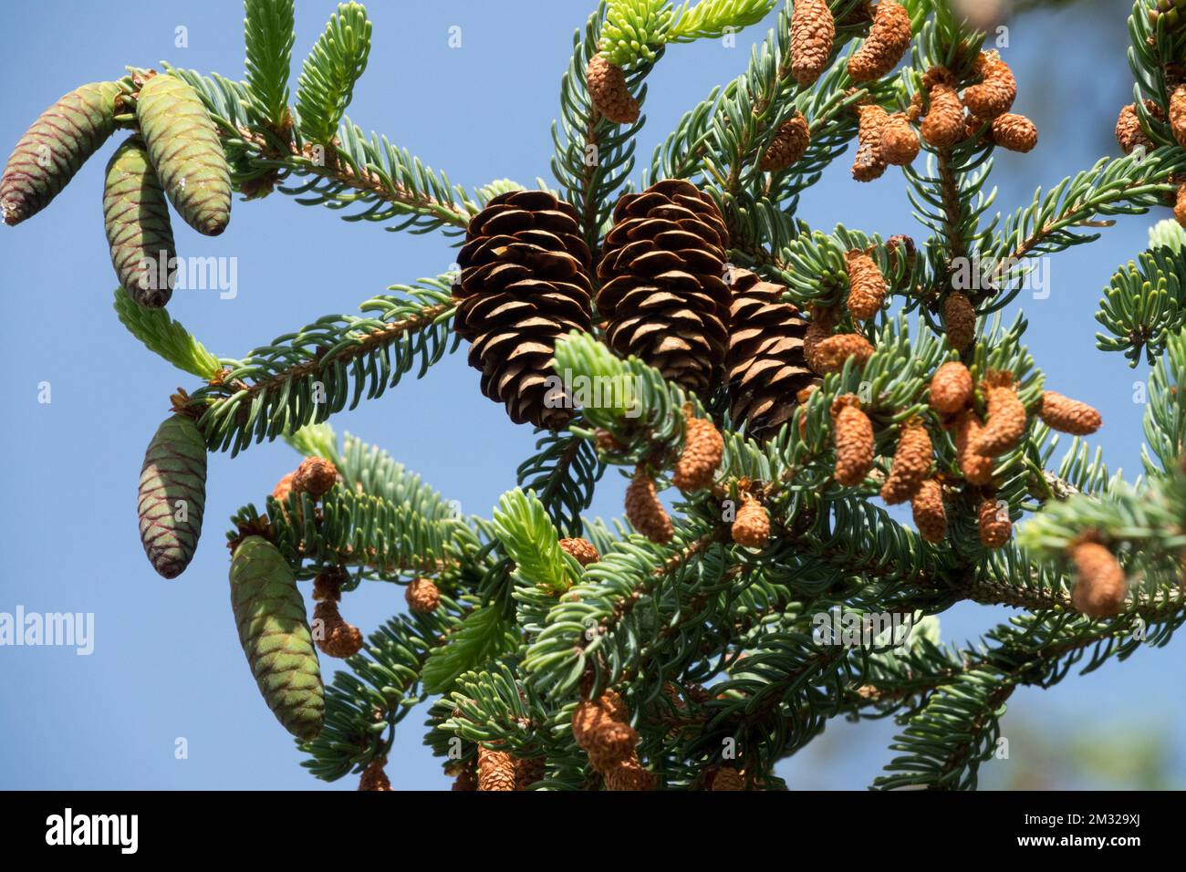 gymnosperm cone male vs female