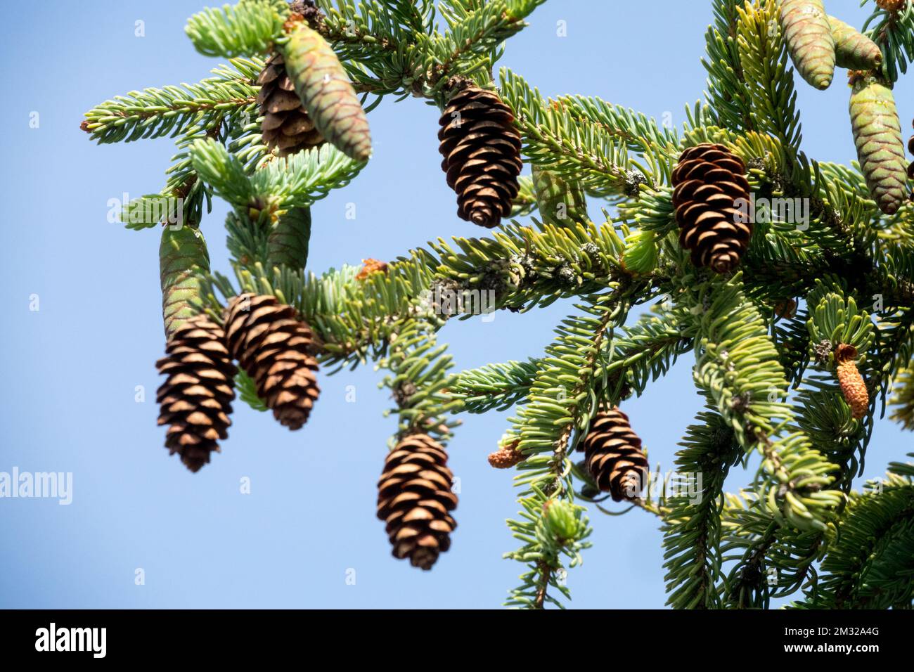 Picea, Cones, Branch, Picea mariana, Spruce, Cone Stock Photo Alamy