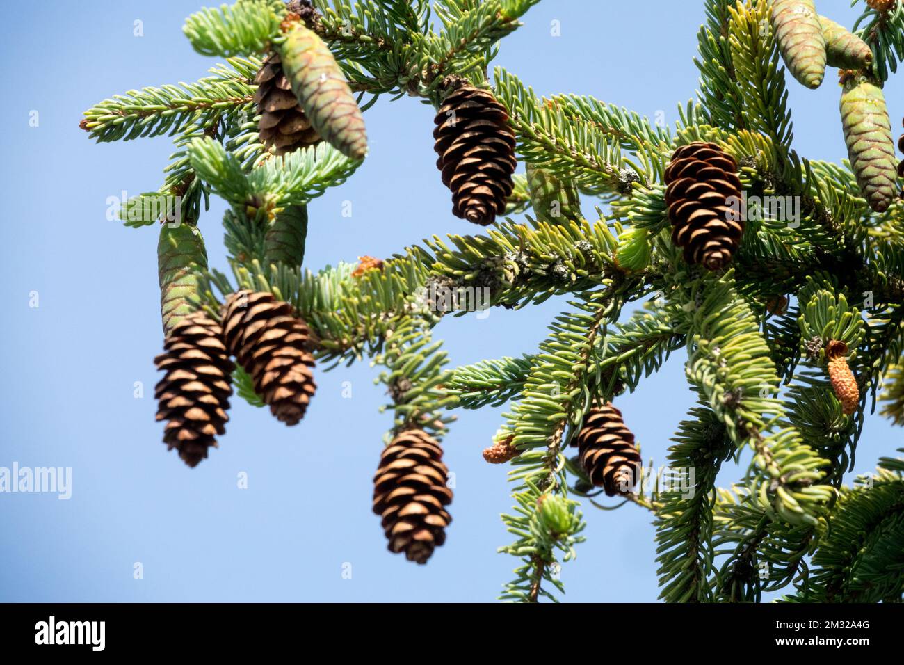 Picea, Cones, Branch, Picea mariana, Spruce, Cone Stock Photo