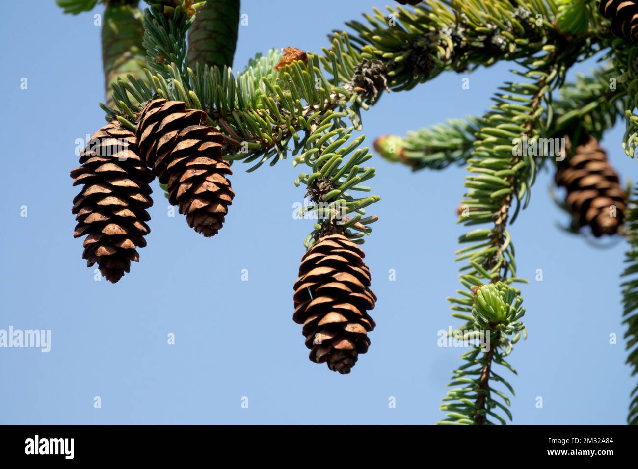 Picea, Cones, Branch, Picea mariana, Spruce, Female Cones on branch Stock Photo