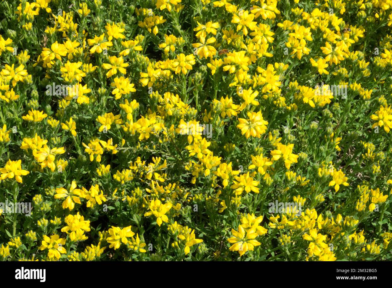 Genista sagittalis, Yellow blooms Broom, Winged Broom Stock Photo