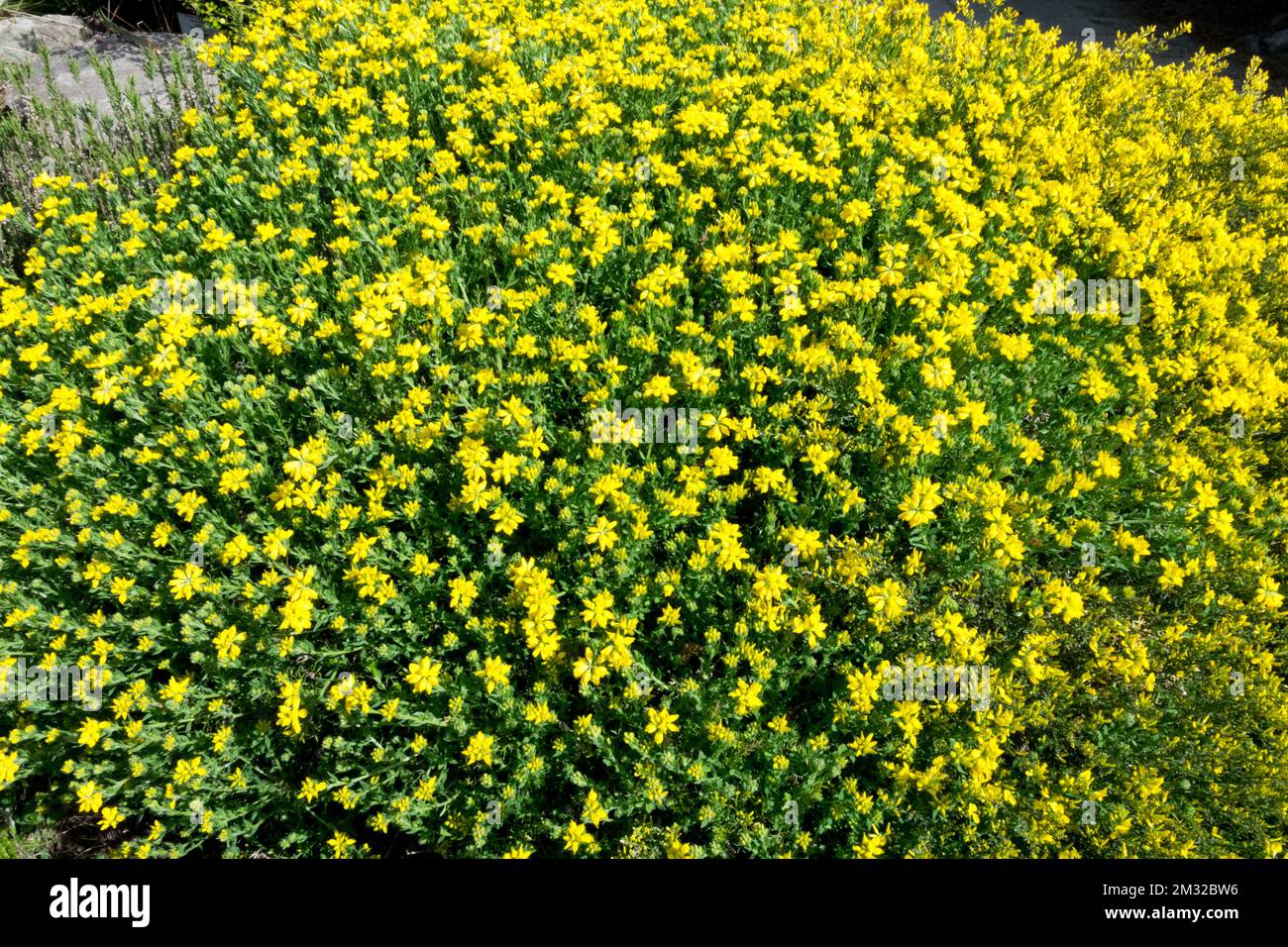 ArrowJointed Broom, Genista sagittalis, Winged Broom, Yellow, Broom